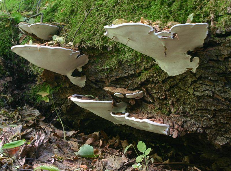 Lakownica splaszczona w ogrodzie