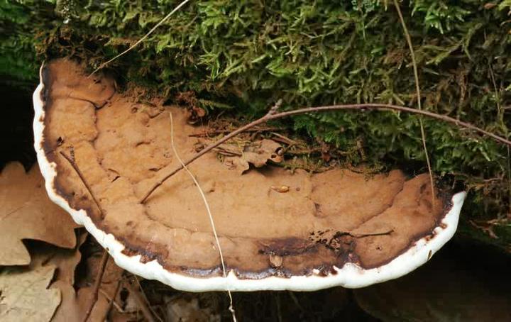 Lakownica w różnych stylach ogrodu