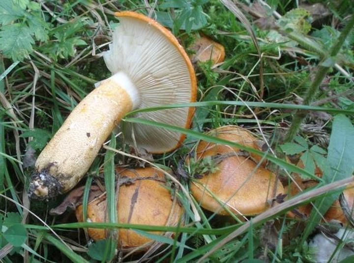 Lecznicze właściwości gaski pomarańczowej