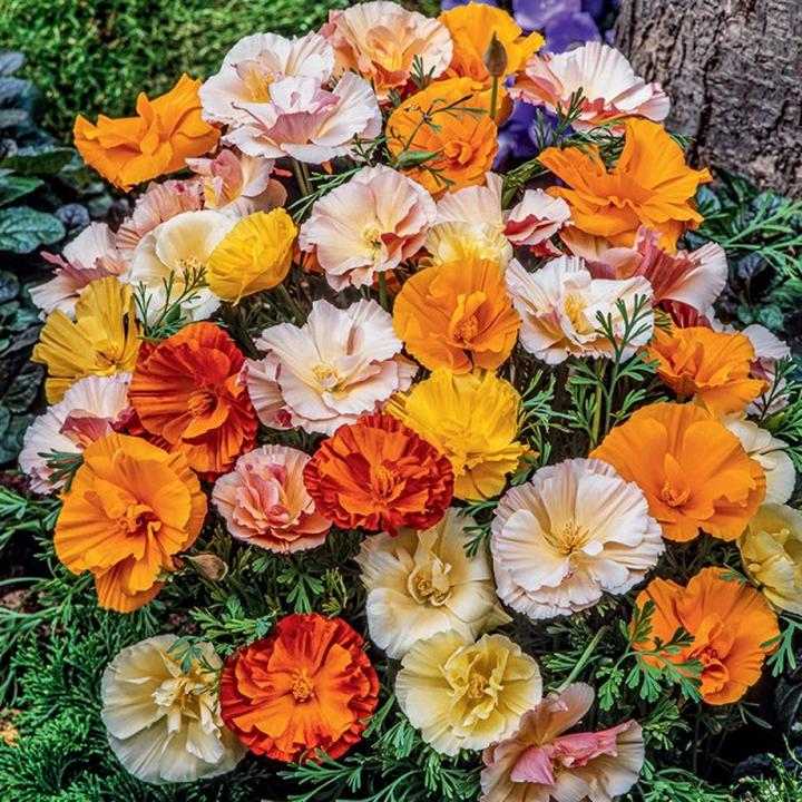 Mak kalifornijski w ogrodzie