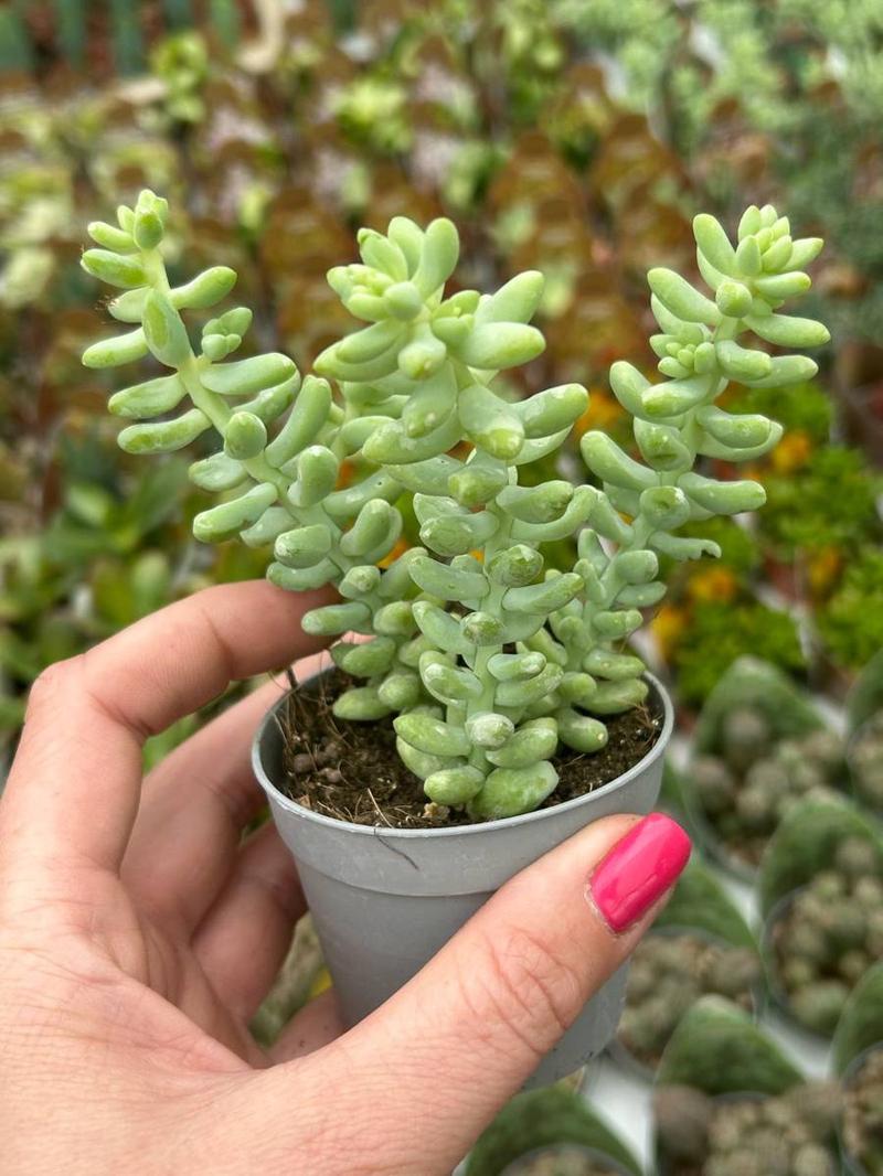 Nawadnianie sedum burrito