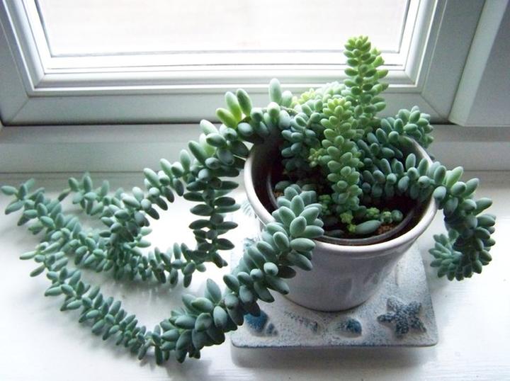 Nawożenie sedum burrito