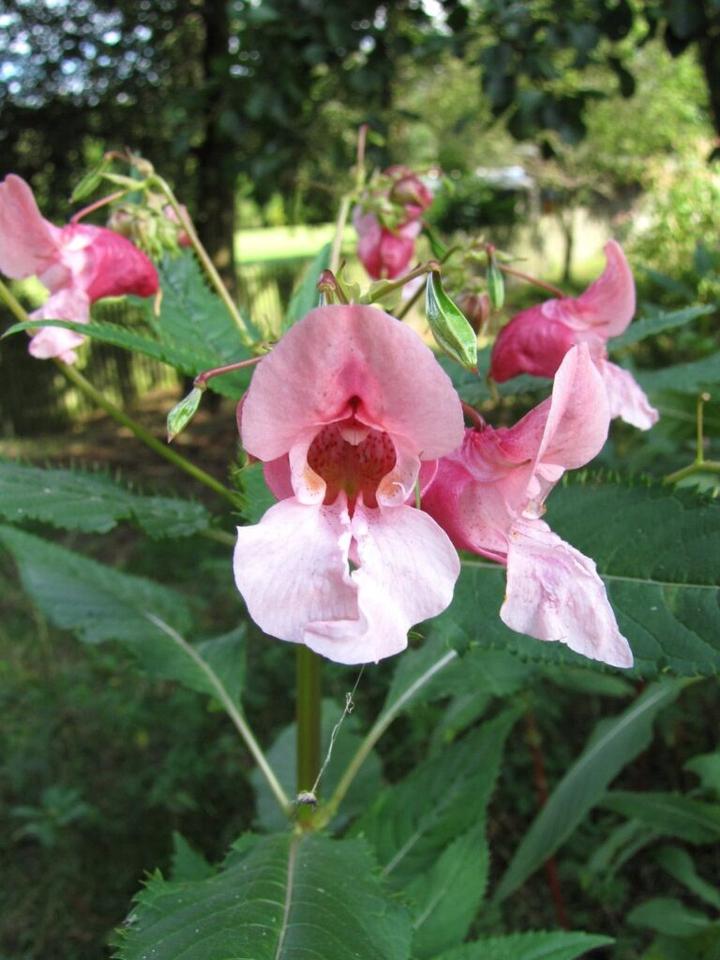 Niecierpek gruczolowaty pielęgnacja