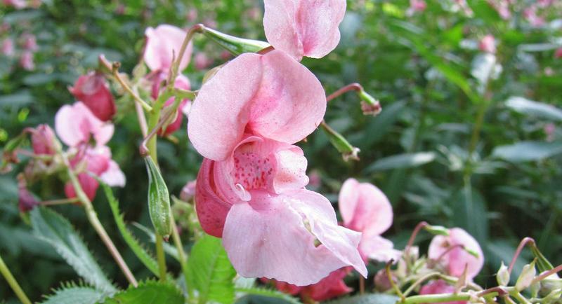 Niecierpek kompozycje kwiatowe