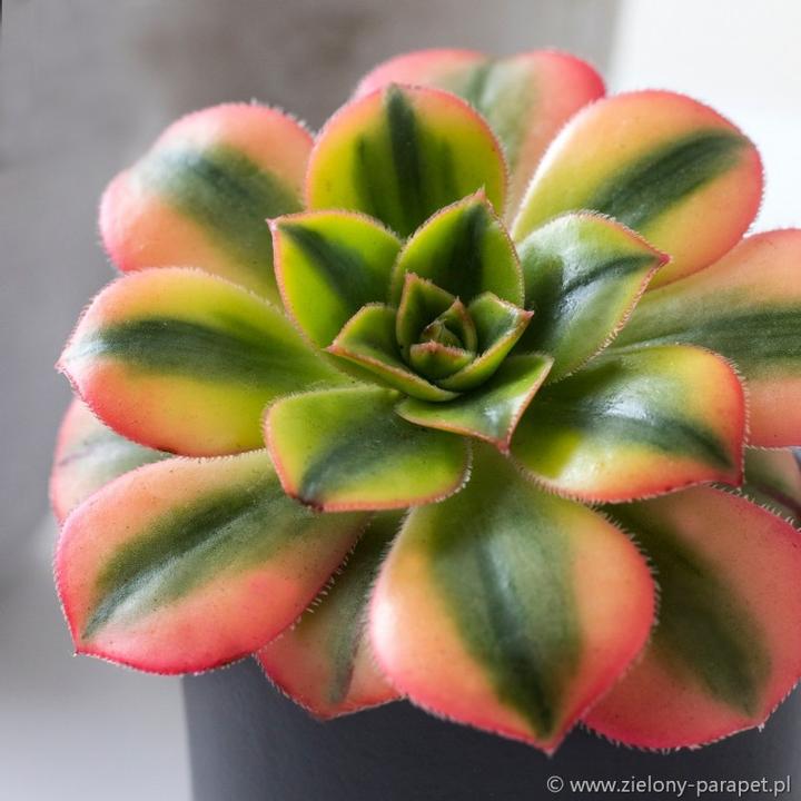 Ochrona eonium przed chorobami