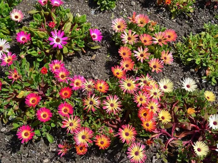 Ochrona roślin zimą