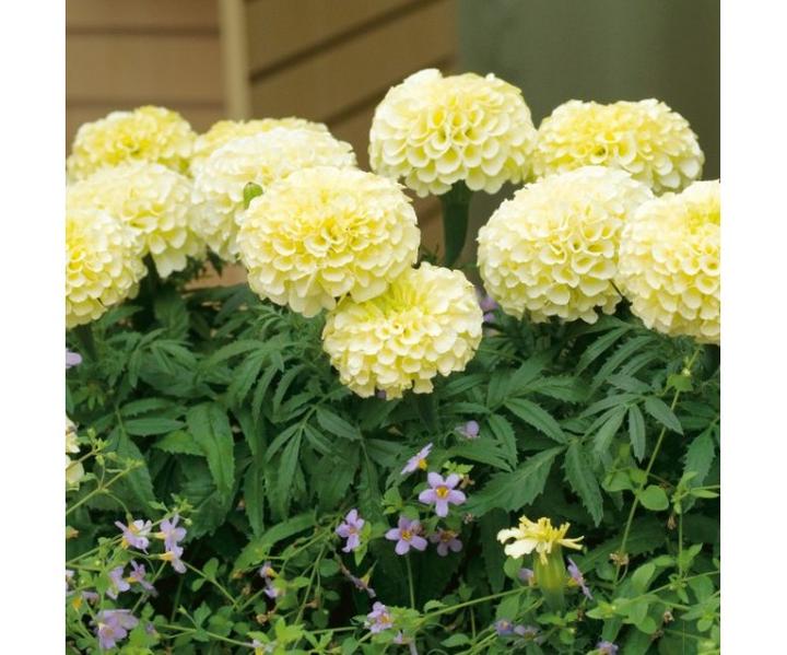 Odmiany aksamitki wzniesionej