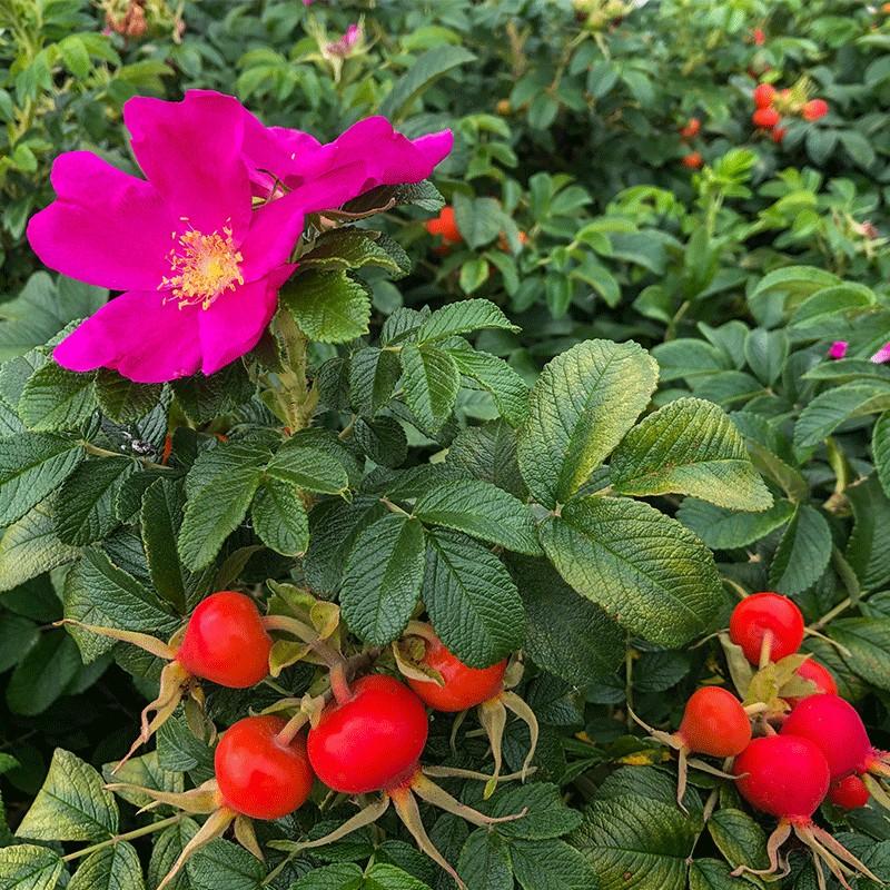 Ogrodnictwo róż pomarszczonych