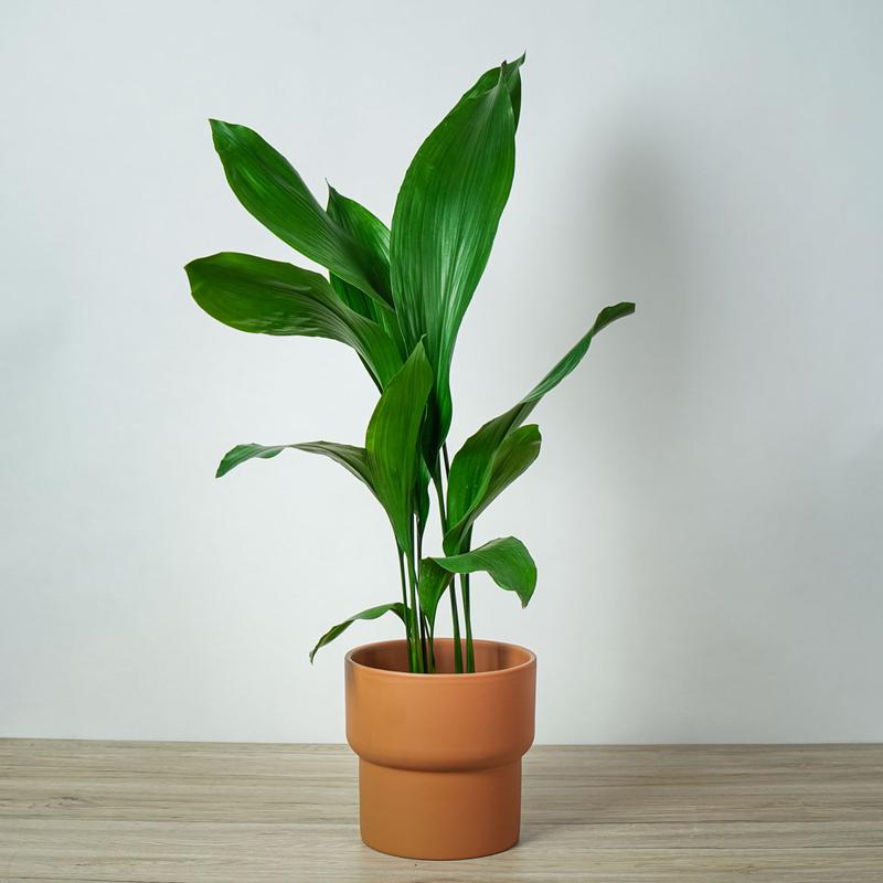 Pielęgnacja aspidistry