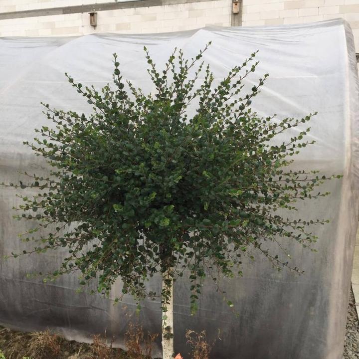 Pielęgnacja brzozy karlowatej