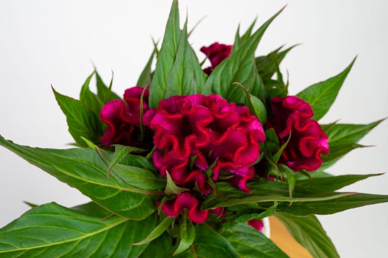 Pielęgnacja celozji grzebieniastej