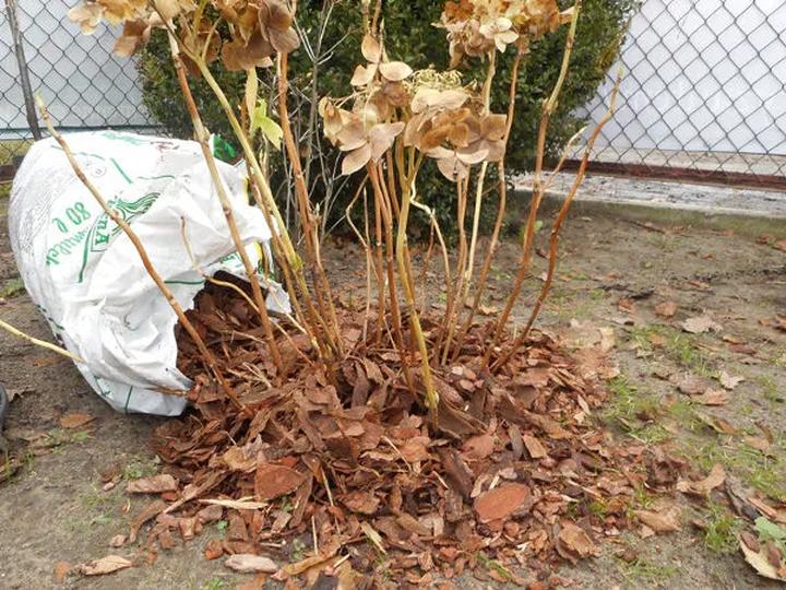 Pielęgnacja hortensji zimą