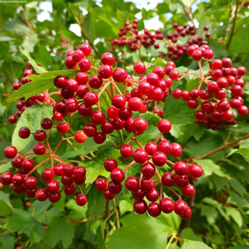 Pielęgnacja kaliny koralowej