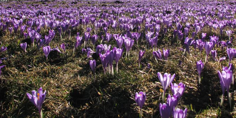 Pielęgnacja krokusów