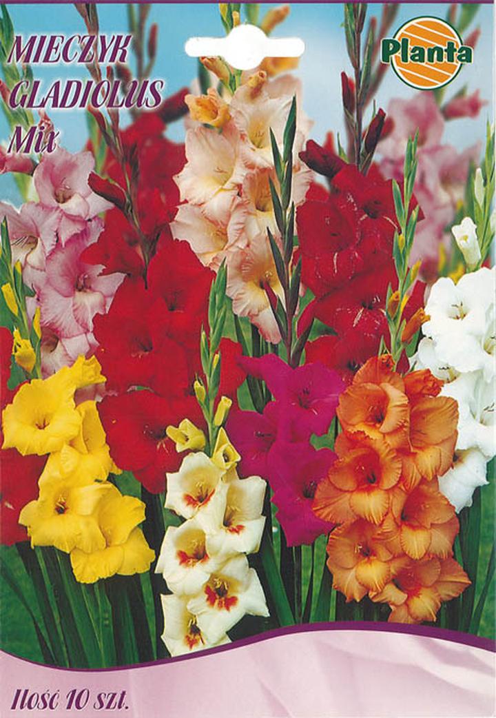 Pielęgnacja mieczyków