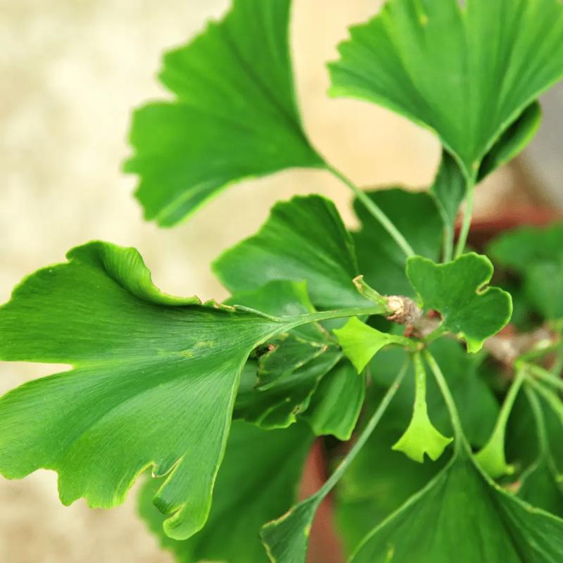 Pielęgnacja milorzaba japońskiego