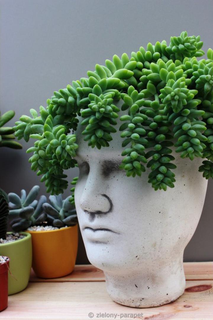 Pielęgnacja sedum burrito