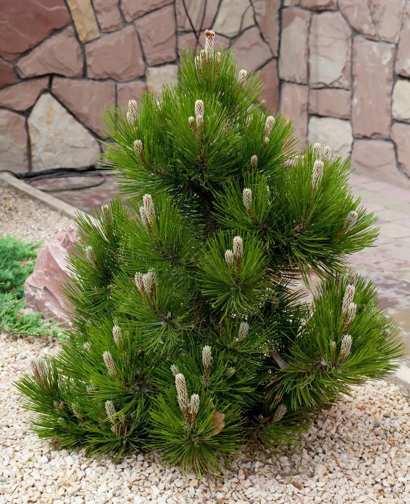 Pielęgnacja sosny bosniackiej