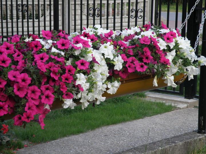 Pielęgnacja surfinii