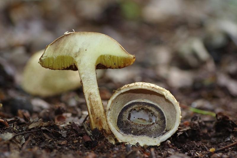 Podgrzybek tegoskorowy rozpoznawanie