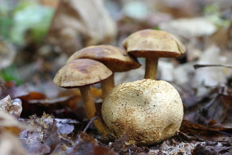 Podgrzybek tegoskorowy w kuchni