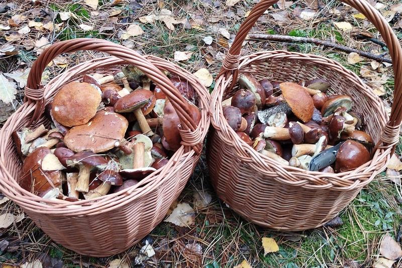 Poradnik dla grzybiarzy