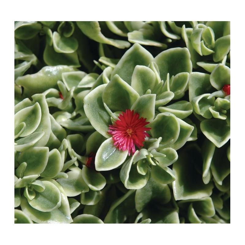 Preparaty ochronne dla kwiatów