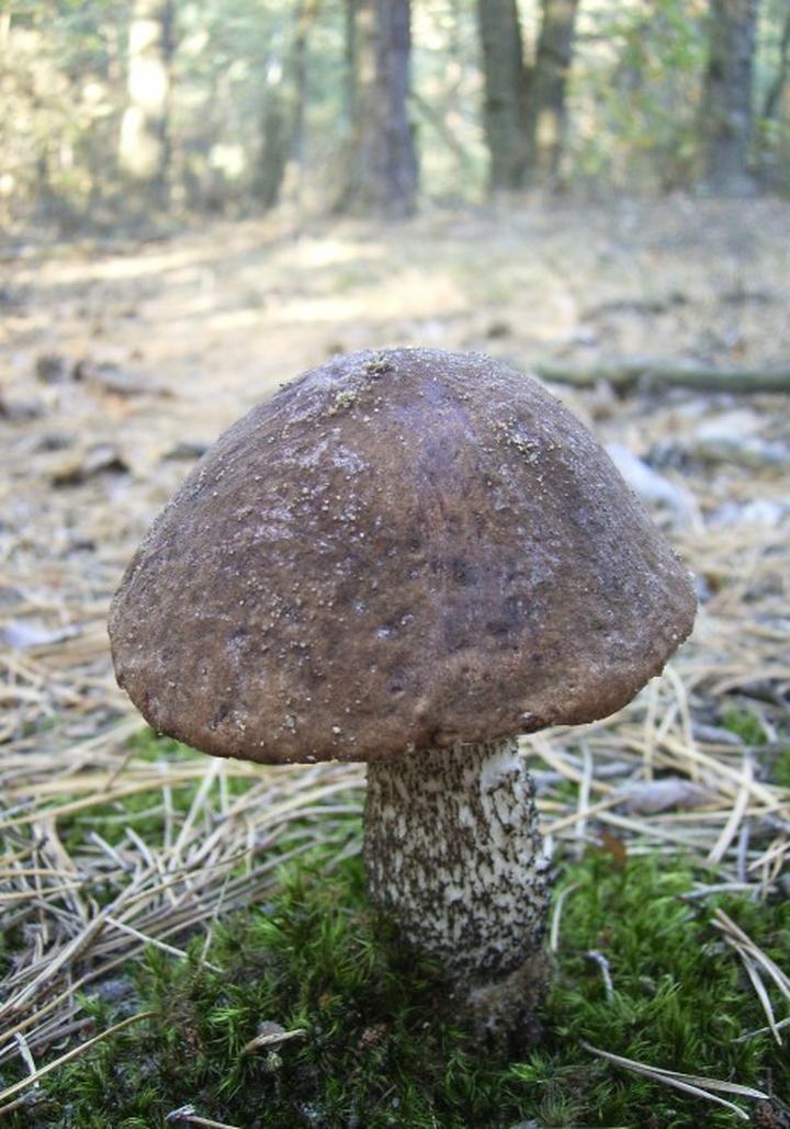 Przepisy z kozlarzem czarnym