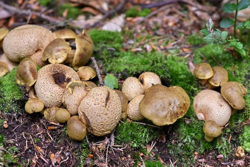 Przepisy z podgrzybkiem tegoskorowym