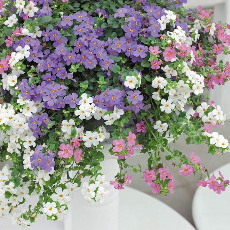 Przygotowanie bakopy do zimy