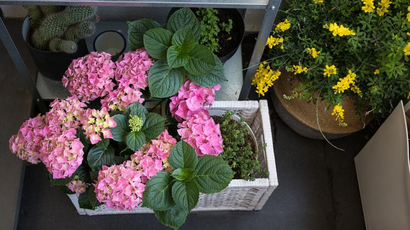 Przygotowanie roślin na zimę