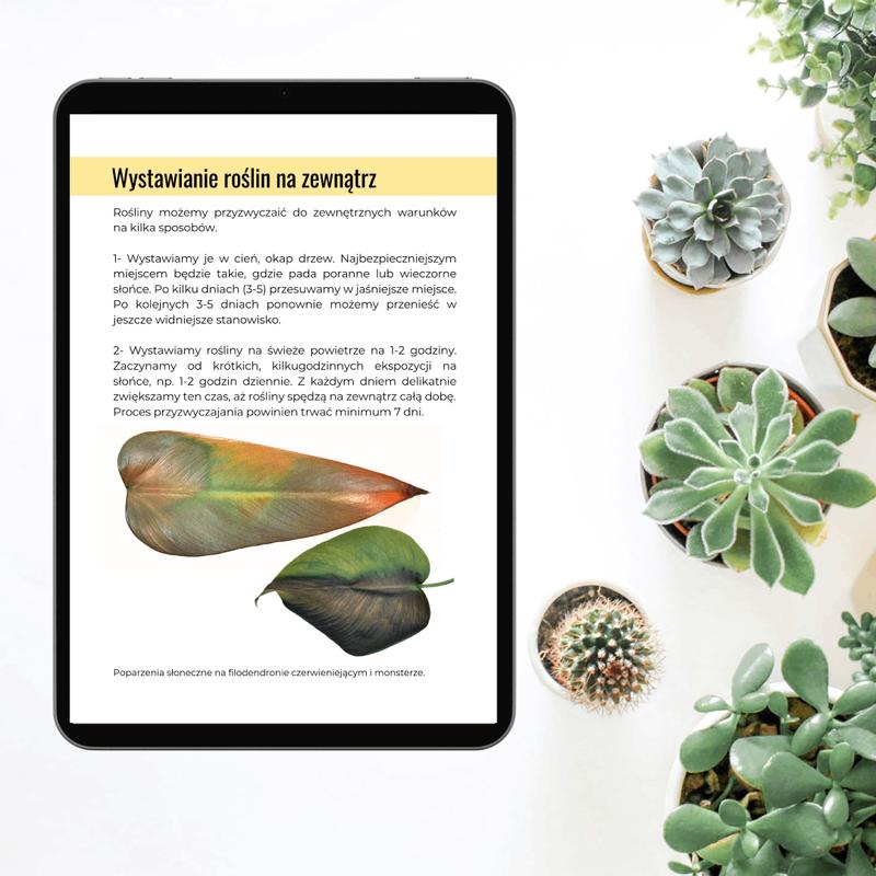 Rośliny na słońce