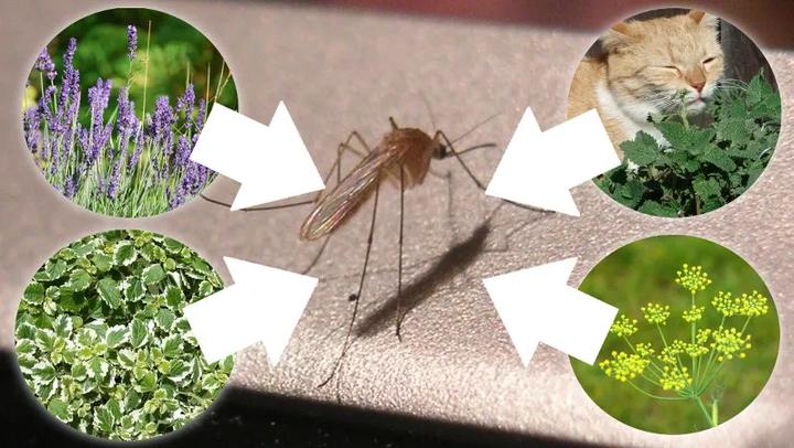 Rośliny odstraszające insekty