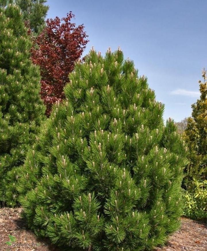 Sadzenie sosny bosniackiej