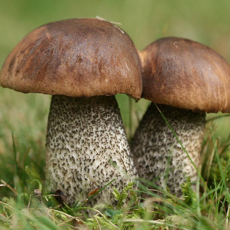 Sezonowy wzrost kozlarza czarnego