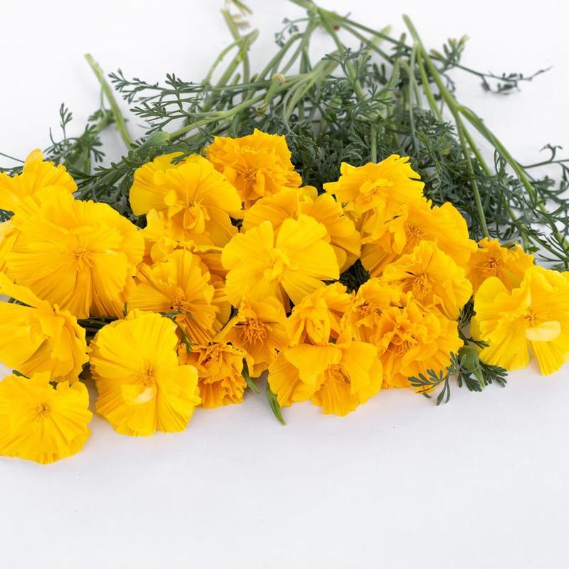 Symbolika maku kalifornijskiego