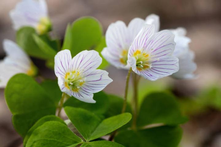 Szczawik zajęczy w kuchni