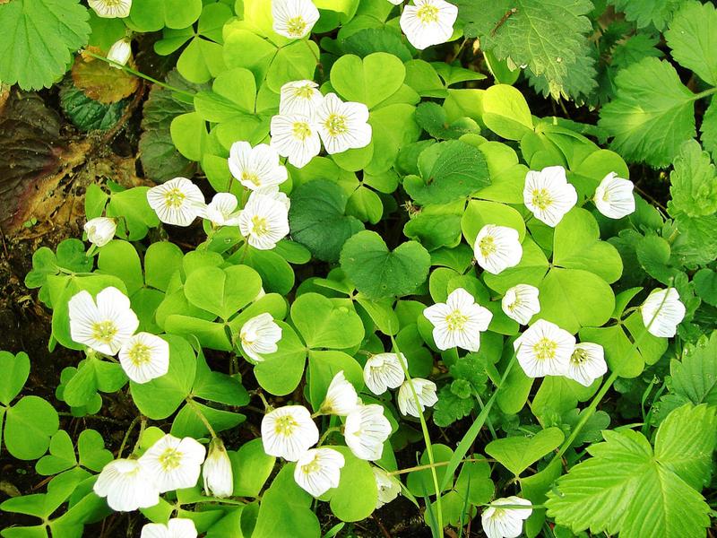 Szczawik zajęczy właściwości zdrowotne