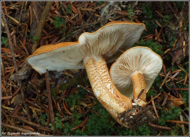 Sztuka parzenia herbaty