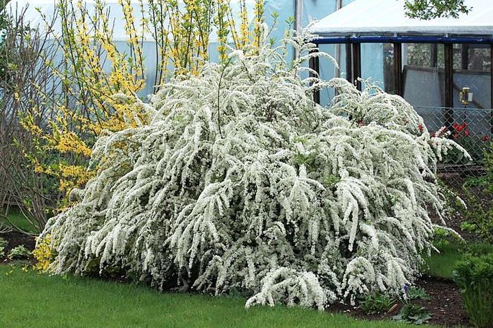 Tawula wczesna zastosowanie