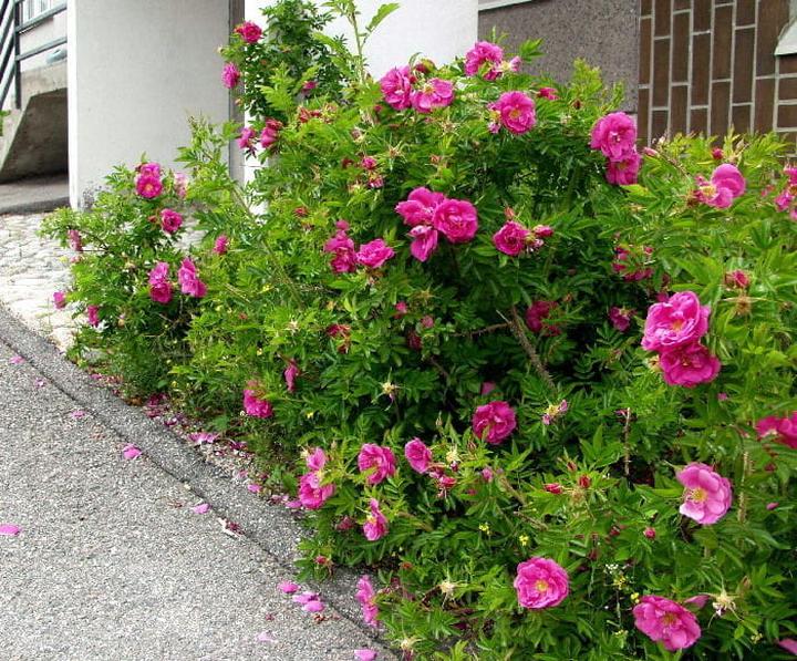 Techniki uprawy róż pomarszczonych