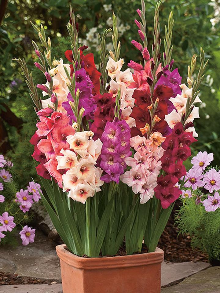 Terminy sadzenia mieczyków