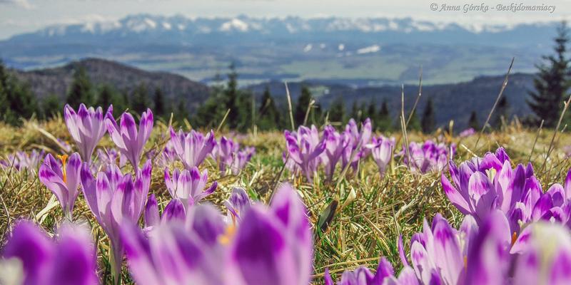 Terminy siewu krokusów