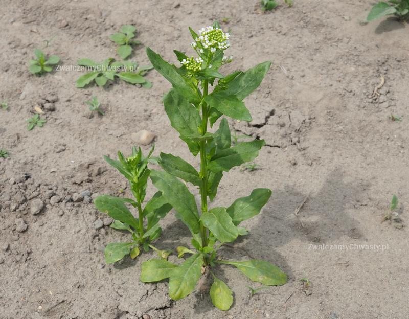 Tobolki polne kuchnia