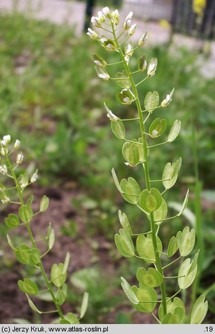 Tobolki polne medycyna naturalna