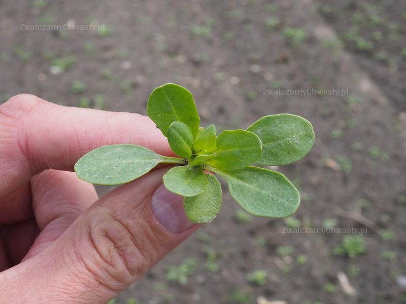 Tobolki polne właściwości