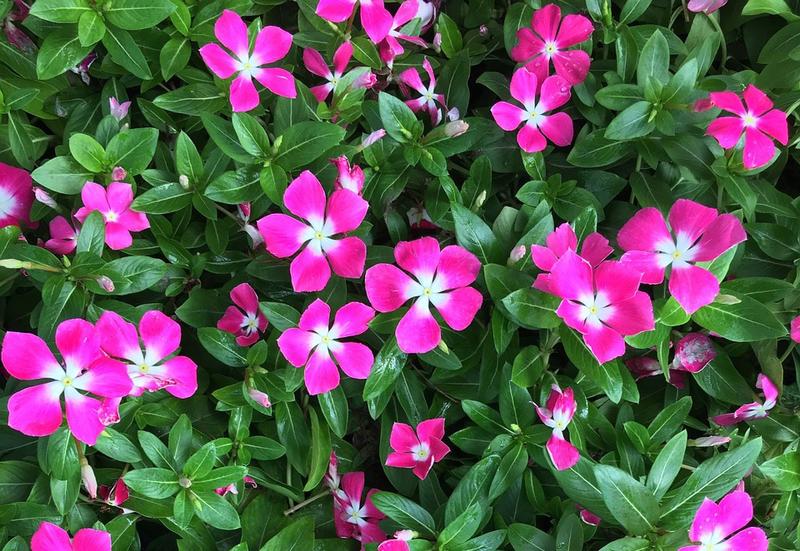 Uprawa katarantusa różowego