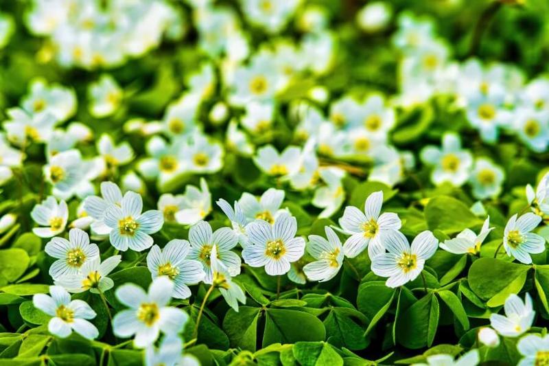 Uprawa szczawika zajęczego