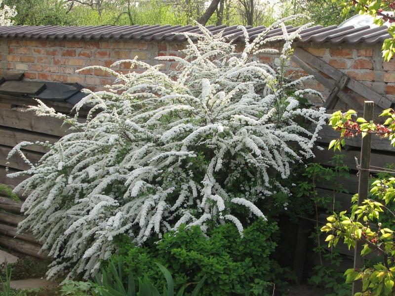 Uprawa tawuli wczesnej