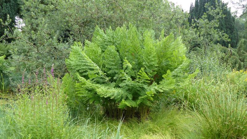 Wartości i idee Długosza